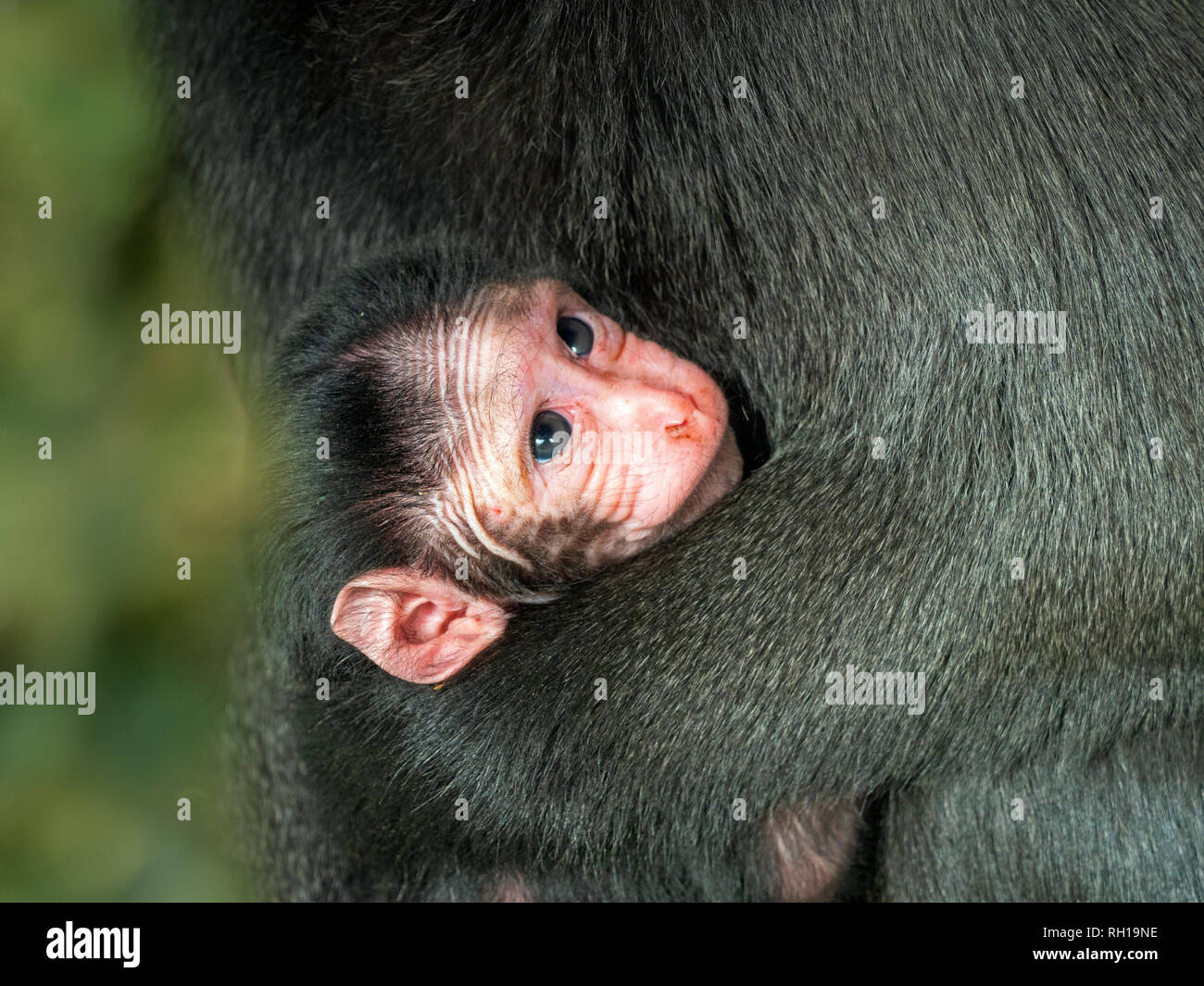 Celebes crested macaque Macaca nigra noto anche come crested macaco nero con mesi di età giovane. Foto Stock