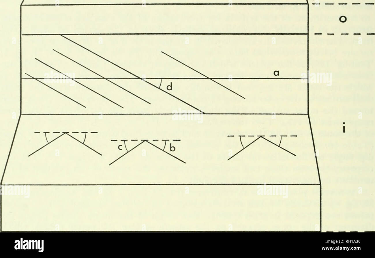 . Bollettino. Storia naturale; Natuurlijke historie. 104 PATELLOID BELLEROPHONTOID e struttura a guscio m. Text-fig. 125.-Bellerophon percarinatus; schema a blocchi di complesso attraversato lamellare strato interno che mostra la posizione dei dip angoli indicati in Tabella 10. Spiegazione dei simboli: una, la linea di crescita; b, dip angolo di adlateral fianco del cono; c, dip angolo di admedial fianco del cono; d angolo di immersione di lineations dominante sulla superficie di rottura trasversale; io, il guscio interno strato; 1, adlateral; m, ad-; mediale o guscio esterno strato. conica di secondo ordine a lamelle come visto in viste in sezione trasversale di grandi prismi del co Foto Stock