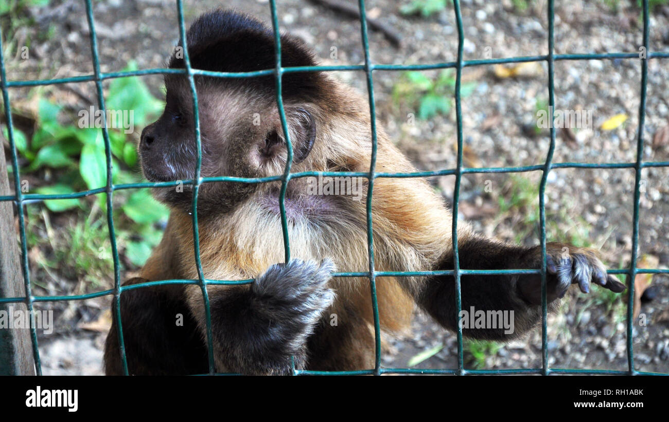 Scimmia in una gabbia allo zoo. Foto Stock