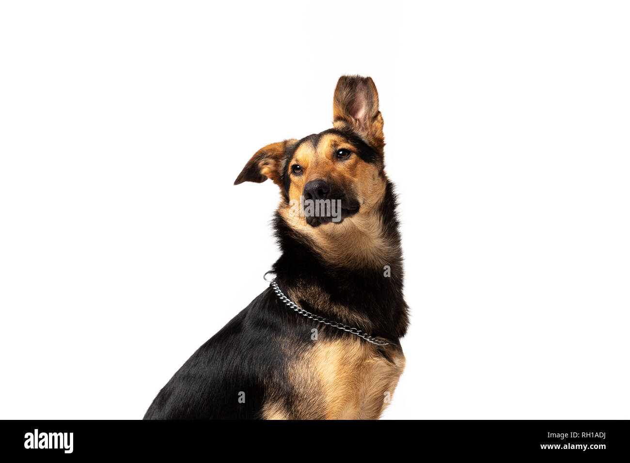 Adorabili mixed-razza cane si siede a sfondo bianco Foto Stock