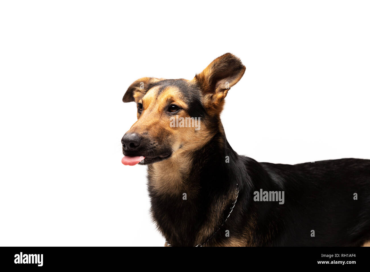 Adorabili mixed-cane di razza si erge a sfondo bianco Foto Stock