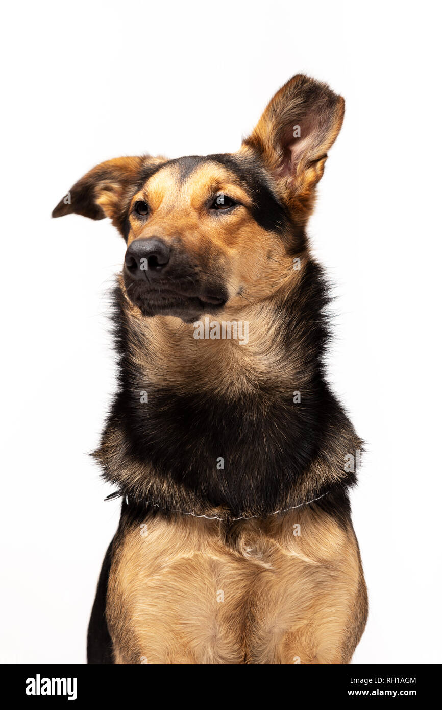 Adorabili mixed-razza cane si siede a sfondo bianco Foto Stock