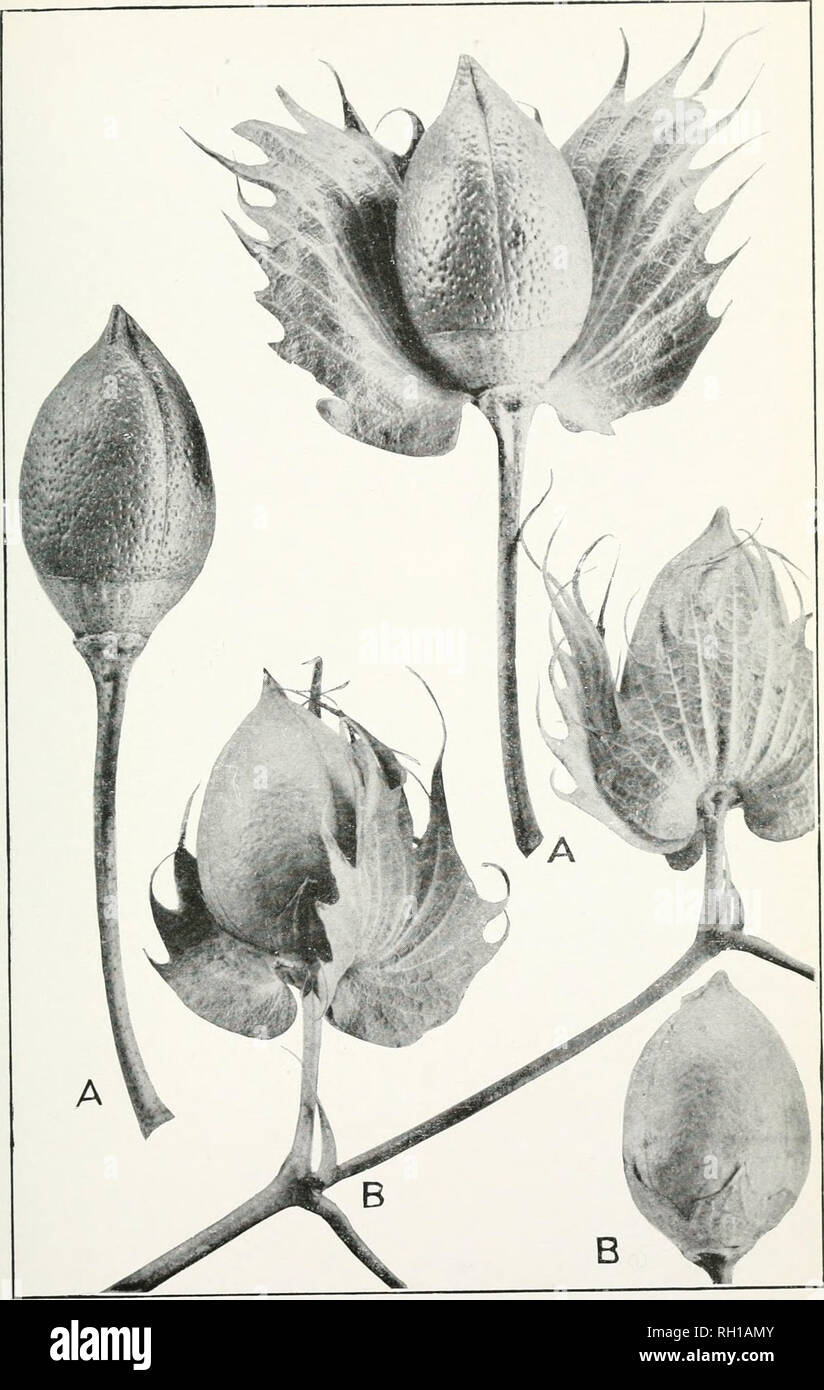 . Bollettino. L'agricoltura. Bui. 2 1 0, Bureau dell'impiantistica industriale, U. S- Dipartimento di Agricoltura. Piastra VI.. Bolls di cotone: un, egiziano; B, Hindi. (Dimensione naturale.). Si prega di notare che queste immagini vengono estratte dalla pagina sottoposta a scansione di immagini che possono essere state migliorate digitalmente per la leggibilità - Colorazione e aspetto di queste illustrazioni potrebbero non perfettamente assomigliano al lavoro originale. Stati Uniti. Ufficio di presidenza di impianti industriali. Washington : G. P. O. Foto Stock