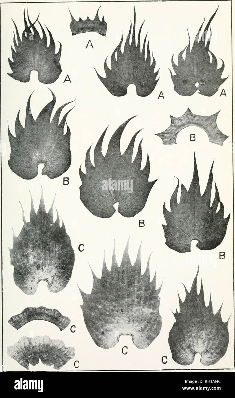 . Bollettino. L'agricoltura. Bui. 210, Ufficio di presidenza di impiantistica industriale, U. S. Dipartimento di Agricoltura. Piastra V.. Brattee e i calici di cotone: A e B, Hindi-come Upland da Cochin Cina; C, una relativa della egiziano dall Africa centrale. (Dimensione naturale.). Si prega di notare che queste immagini vengono estratte dalla pagina sottoposta a scansione di immagini che possono essere state migliorate digitalmente per la leggibilità - Colorazione e aspetto di queste illustrazioni potrebbero non perfettamente assomigliano al lavoro originale. Stati Uniti. Ufficio di presidenza di impianti industriali. Washington : G. P. O. Foto Stock