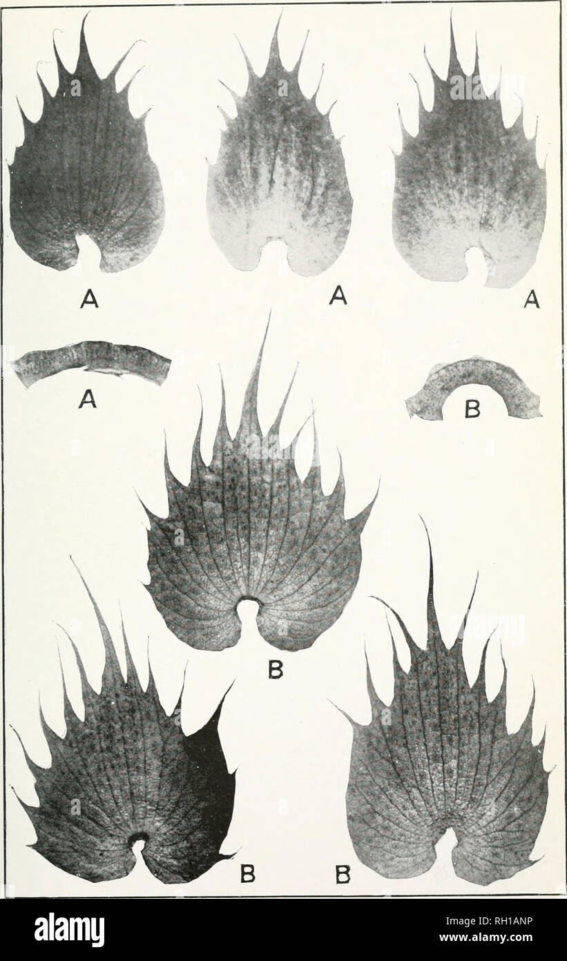 . Bollettino. L'agricoltura. Bui. 210, Ufficio di presidenza di impiantistica industriale, U. S. Dipartimento di Agricoltura. Piastra IV.. Brattee e i calici di cotone: un, egiziano; B, Hindi ibrido. (Dimensione naturale.). Si prega di notare che queste immagini vengono estratte dalla pagina sottoposta a scansione di immagini che possono essere state migliorate digitalmente per la leggibilità - Colorazione e aspetto di queste illustrazioni potrebbero non perfettamente assomigliano al lavoro originale. Stati Uniti. Ufficio di presidenza di impianti industriali. Washington : G. P. O. Foto Stock