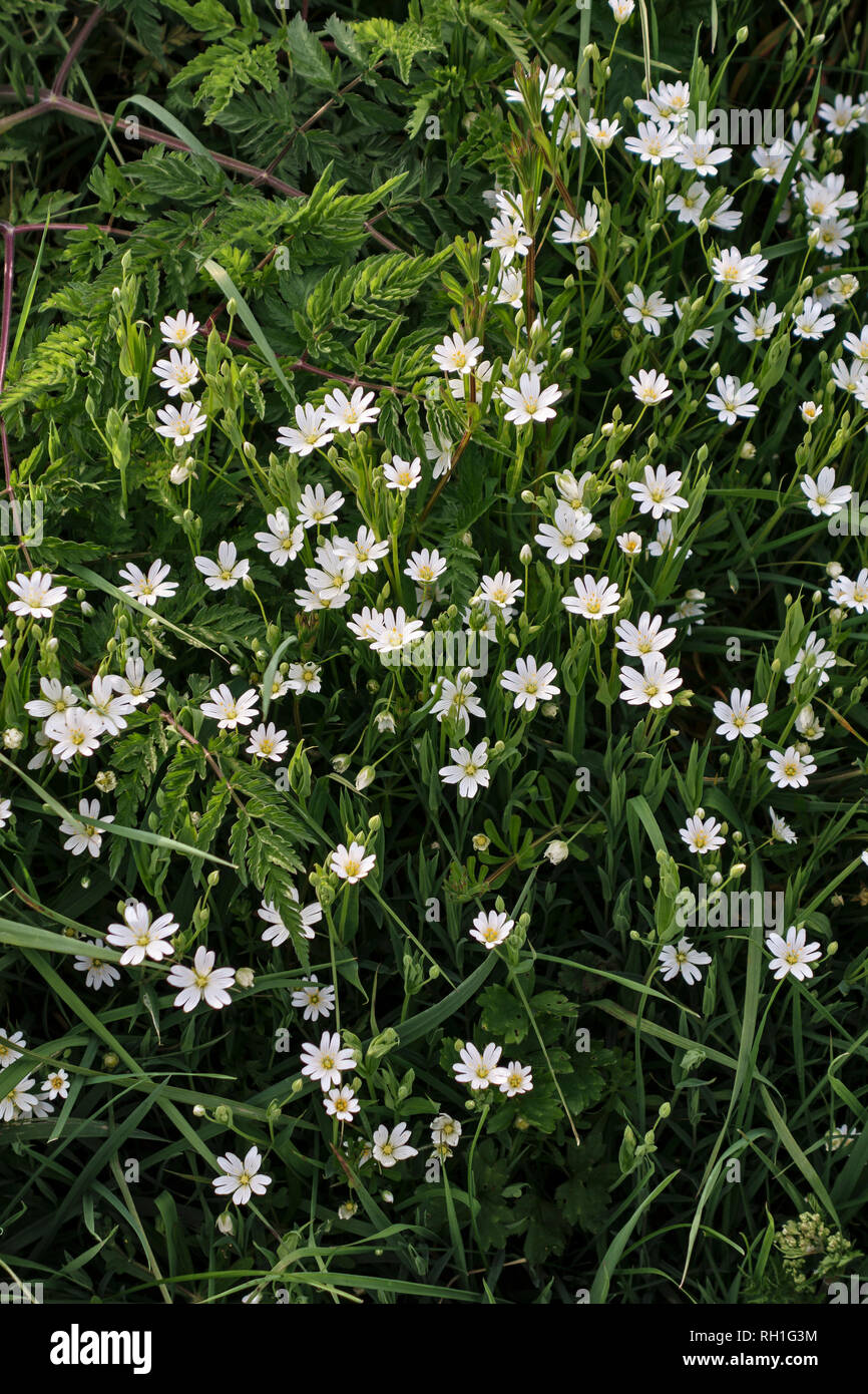 Il grande Stitchwort (Stellaria hostea) è un comune fiore selvatico inglese lungo siepi e verge in primavera ed estate (Herefordshire, UK) Foto Stock