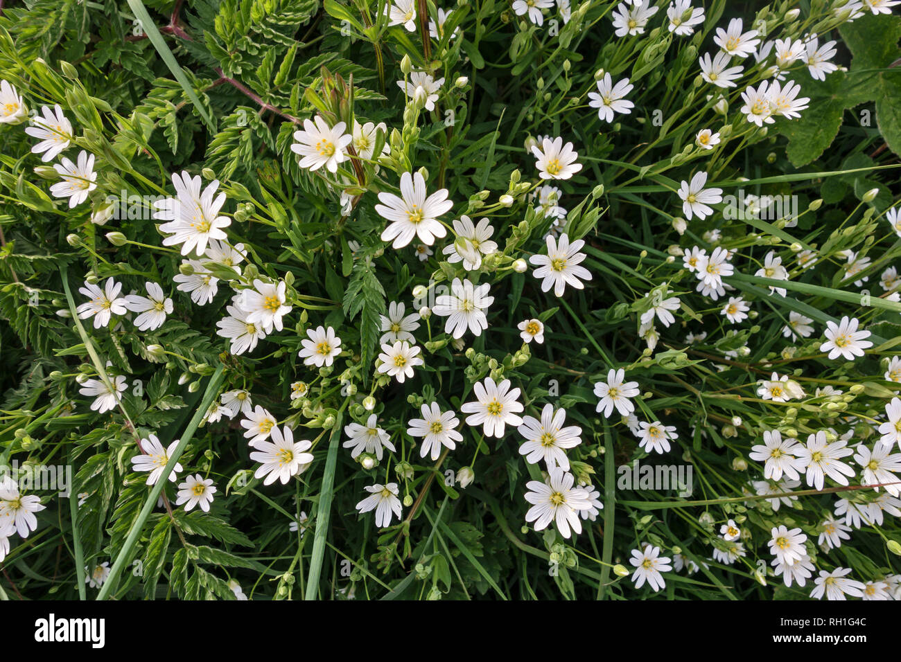 Il grande Stitchwort (Stellaria hostea) è un comune fiore selvatico inglese lungo siepi e verge in primavera ed estate (Herefordshire, UK) Foto Stock