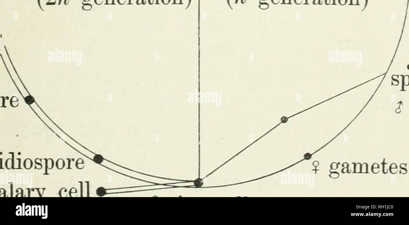 . Il British ruggine funghi (Uredinales), la loro biologia e classificazione. Uredineae. Sporofito {2n generazione) uredospore^ fecidiospore intercalar}' cell GAMETOFITO (n generazione). spermatium &lt;? Trasferimento di gameti ? Gameti fasion-cella il 7i generazione è quello in cui il nucleo ha il numero aploide di cromosomi o, se non vi sono distinti cromosomi visibile, la singola quantità di cromatina; nel 2?? Generazione ciascuna cella ha il doppio (cellule diploidi) numero di cromosomi o la quantità doppia di cromatina, in un primo momento sur- arrotondati da due membrane nucleari, successivamente da uno .. Si prega di notare che queste Foto Stock