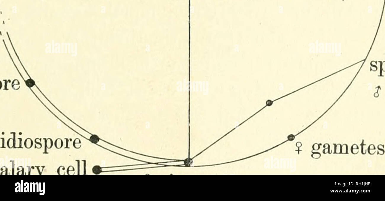 . Il British ruggine funghi (Uredinales) la loro biologia e classificazione. Ruggine funghi -- la Gran Bretagna. SPOKOPHYTE (2n generazione) uredospore^ ascidiospore" intercalary cell" GAMETOFITO (n generazione). spermatium gamete $ ? Gameti fusion-cella la generazione di n è quello in cui il nucleo ha il numero aploide di cromosomi o, se non vi sono distinti cromosomi visibile, la singola quantità di cromatina; in 2/; generazione ciascuna cella ha il doppio (cellule diploidi) numero di cromosomi o la quantità doppia di cromatina, in un primo momento sur- arrotondati da due membrane nucleari, successivamente da uno .. Motivi Foto Stock