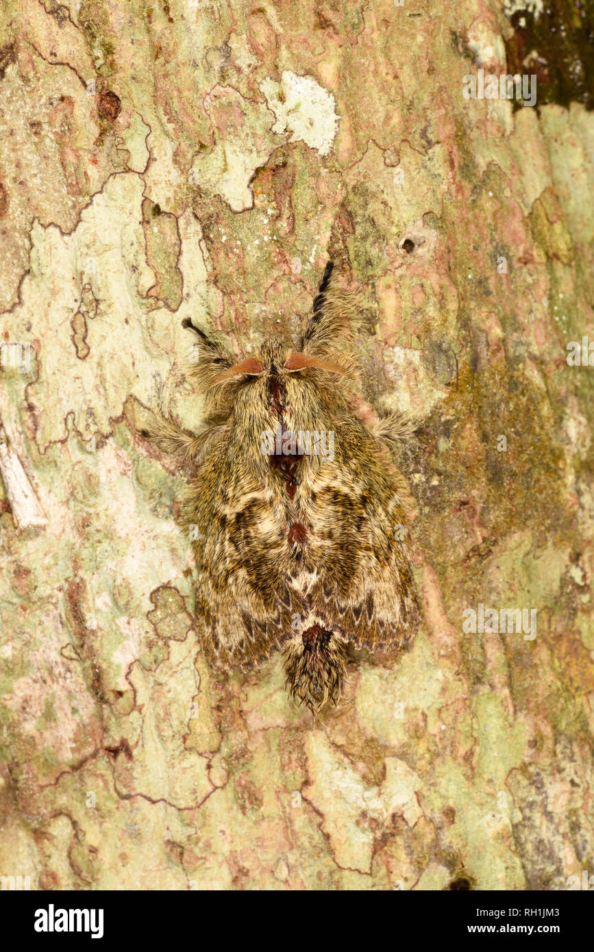 Costa Rica Tarma (Euglyphis marginalis) adulto a riposo su legno, Turrialba, Costa Rica, Ottobre Foto Stock