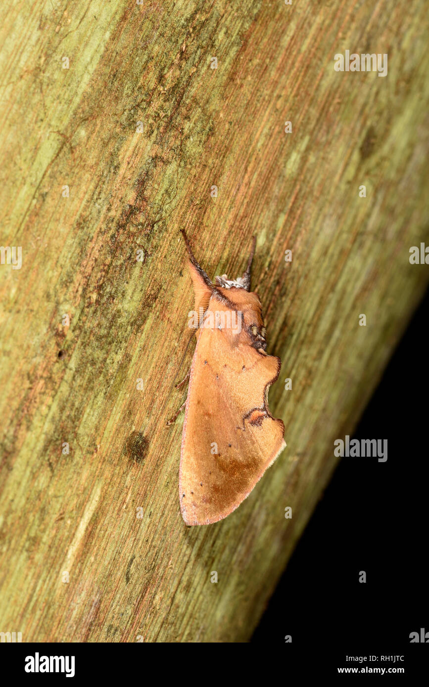 Costa Rica Tarma (Hemiceras rufecens) adulto a riposo su legno, Turrialba, Costa Rica, Ottobre Foto Stock