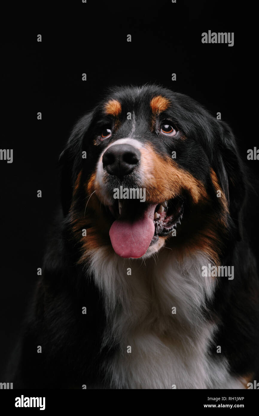 Testa di cane marrone e bianco con naso nero alla telecamera Foto stock -  Alamy