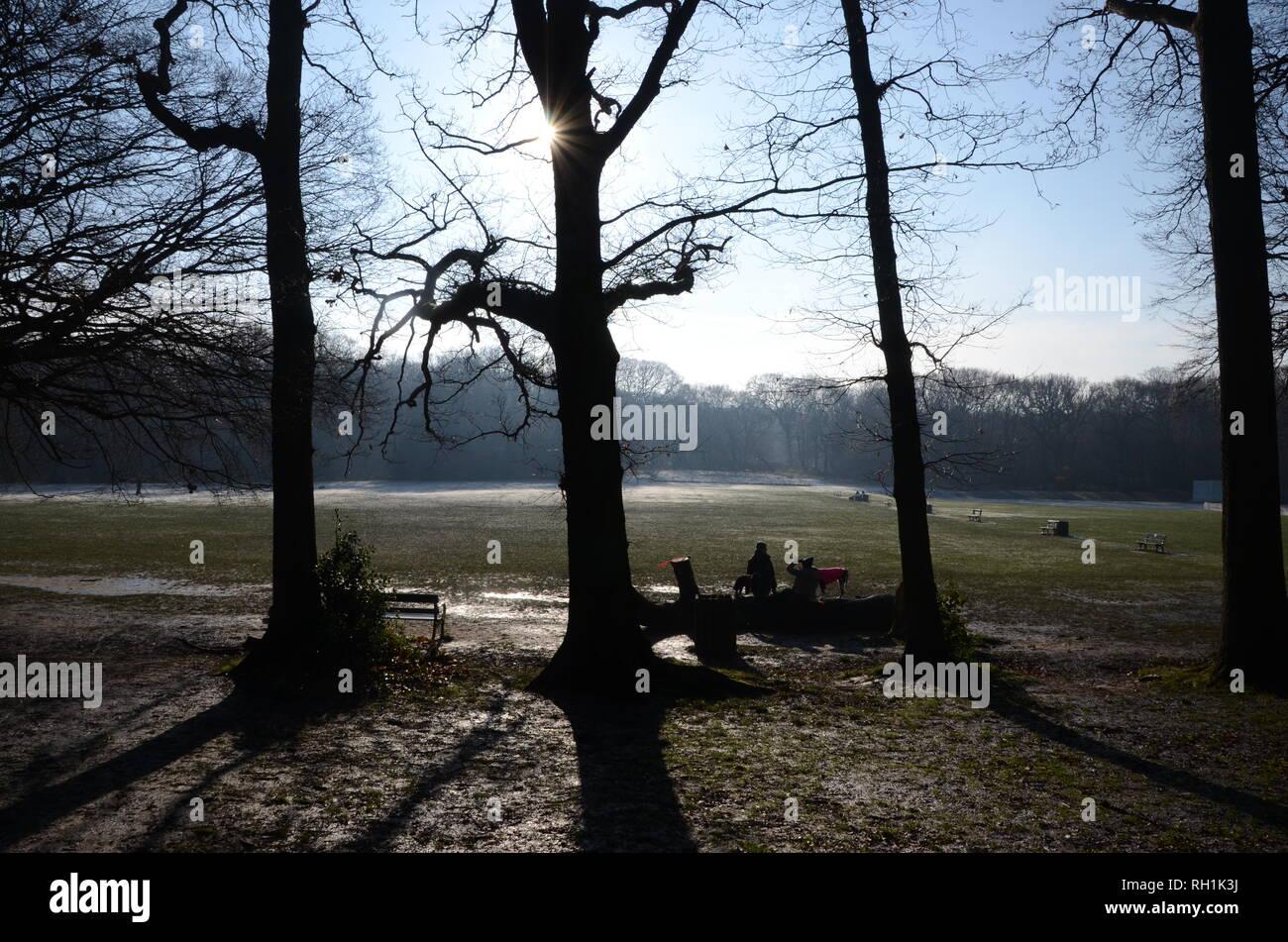 Highgate woods Londra nord in inverno in Inghilterra con il cane walkers REGNO UNITO Foto Stock