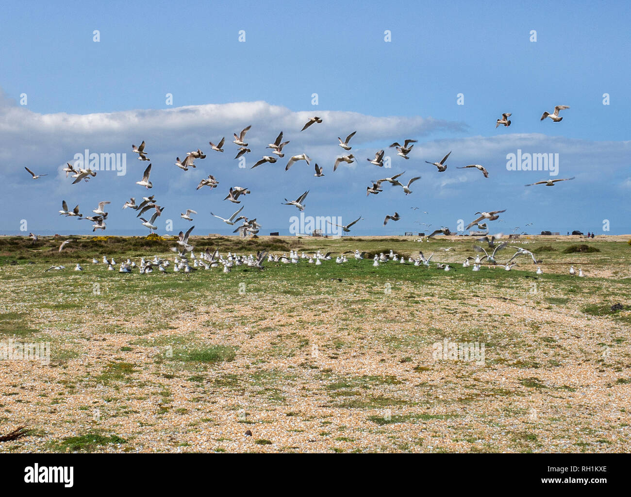 Flock of Seagulls ,Seagull Frenesia sulla spiaggia di Dungeness Foto Stock