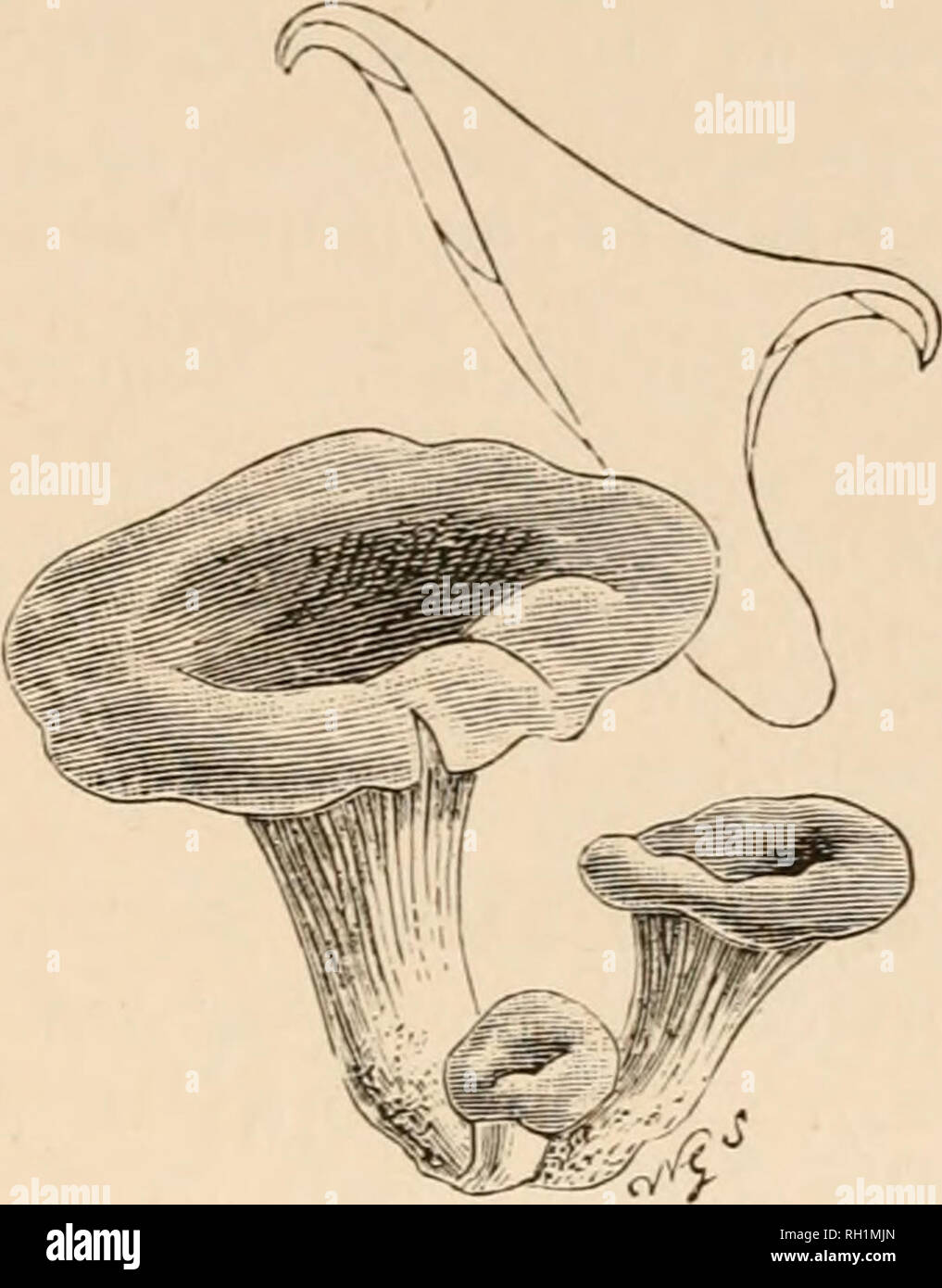 . British funghi hymenomycetes). Basidiomiceti; Funghi -- la Gran Bretagna. Panu. *** * Pi lente irregolare, gambo eccentrico. Panu. ** Stelo decisamente laterale. Pileus resupinate, sessili o allungato dietro. * Pileus irregolare, gambo eccentrico. 1. P. conchatus Fr.-Pileus 5-10 cent. (2-4 in.) ampia, cin- namon quindi diventando pallido, carnosi-duttile, sottile, disuguali, eccentrico, anche dimidiate, flaccido, squamulose quando il vecchio. Stelo di circa 12 mm. (&Gt;£ in.) di lunghezza, 8 mm. (4 lin.) spessa, ONU- uguale, spesso compressi, pubescent alla base. Le branchie profondamente decurrent in linee parallele, da nessuno mezzi anasto- mosing, ma qui Foto Stock