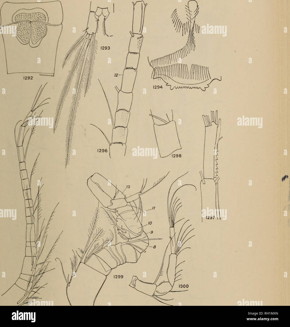 . British di acqua fresca Copepoda. --. Copepoda; Crostacei. Ciclope FUSCUS. 69. Figg. 1292-1300.-Ciclope juscus. Fig. 1292.-somite genitale e receptaculum. Fig. 1293.-Furcal rami. Fig. 1294.-labbro superiore. Fig. 1295.-Antennule, femmina. Fig. 1296.-Antennule, segs. 8-15. Fig. 1297.-Antennule, seg. 17. Fig. 1298.-Antennule, seg. 12. Fig. 1299.-Antennule, maschio, dorsale. Fig. 1300.-antenna. 1295. Si prega di notare che queste immagini vengono estratte dalla pagina sottoposta a scansione di immagini che possono essere state migliorate digitalmente per la leggibilità - Colorazione e aspetto di queste illustrazioni potrebbero non perfettamente assomigliano al mar morto Foto Stock