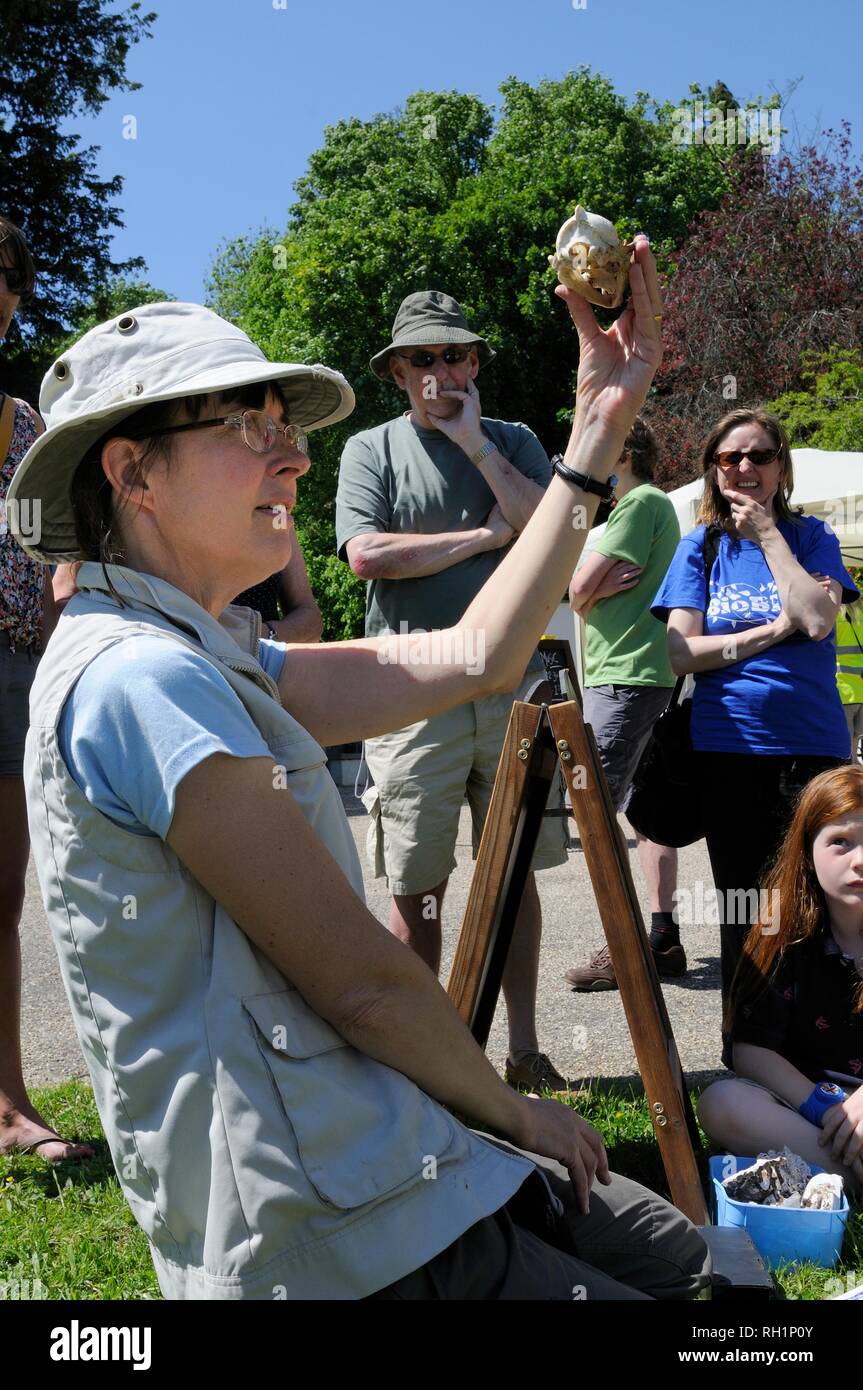 I membri del pubblico cercando di identificare il cranio di un badger Meles meles durante un Bioblitz, Bristol, Regno Unito Foto Stock