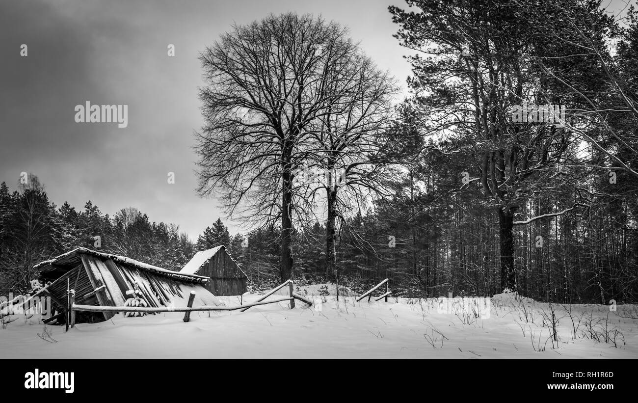 Rovine di un vecchio abbandonato casa di campagna coperta di neve sotto il grande albero del bosco Foto Stock