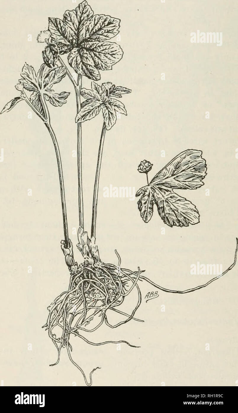 . Bollettino. L'agricoltura. 32 radice americana droga. ha solo due lt*aves, sembra la forcella nella parte superiore, un ramo portante una foglia grande e l'altra uno più piccolo e un fiore. Una terza foglia, che è molto più piccola rispetto alle altre due e stemless, occasionalmente è prodotta. Le foglie sono palmately 5 a 9 lobi i lobi di ampio, acuta, bruscamente e inegualmente dentate, essi sono chiaramente venato sulla superficie inferiore, e al tempo di fioritura, quando essi sono molto rugoso, essi sono solo parzialmente develQped, ma esse costitui- tinue ad espandersi fino a che non sono da G a 8 pollici in diametro, diventando più sottile più in t Foto Stock
