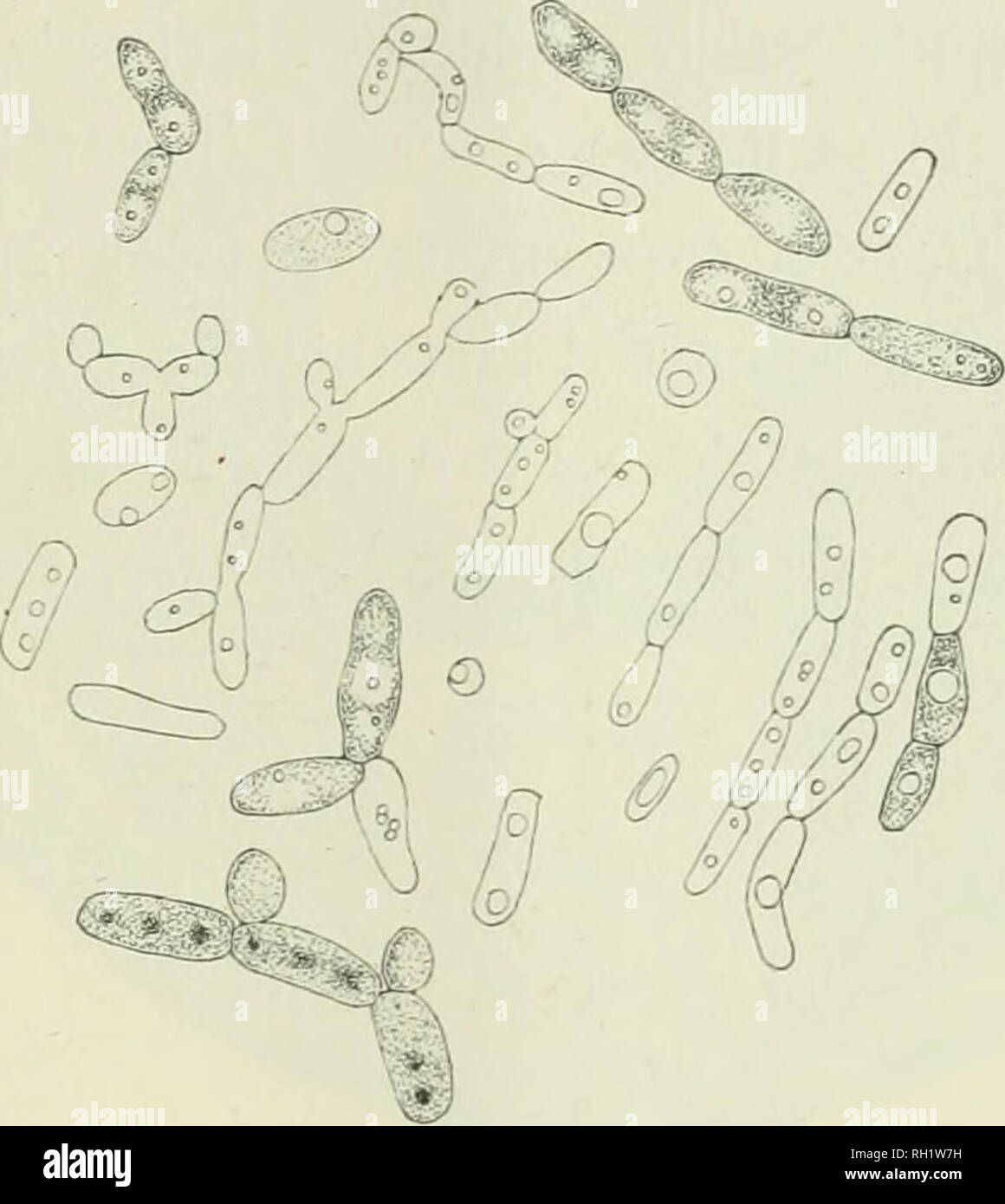 . Bollettino. L'agricoltura. Un Xew varietà di lievito Mycoderma come causa di una malattia di Sake. 103 /'. Hayduck la soluzione contenente 2 % e 4 % di acido acetico è stato sfavorevole per la crescita, ma alcuni la crescita è stata osservata a i^^. A questo proposito si differenzia anche da Mycoderma cerevisiae.  ,. La formazione di spore non è stata osservata a dispetto di molte prove, quindi questo lievito deve essere considerata come una varietà di Mycoderma.. ]Iyoderma saprogenes sake. /'. Il comportamento di carboidrati. 1. Si assimila glucosio, fruttosio, saccarosio, maltosio e galattosio, quest'ultimo due zuccheri non così bene come gli altri, tuttavia. 2. Esso fermentare Foto Stock