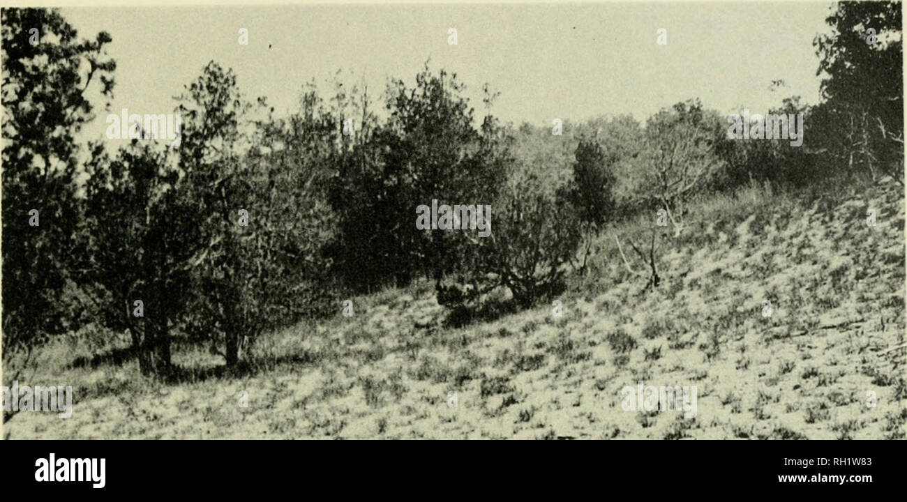 . Bollettino. Storia naturale; Natuurlijke historie. 127. '- Â "Â¢â â -^-^ *** ii. Glade nella posizione 18, Blu Mound glade, Perryville quadrangolo. Gli strati in primo piano si trovano circa 40 piedi al di sopra della base della formazione Brownsport. r^;f e ^^^"I^^S^.l â â ¢^â :^=^*.&GT;4SJ^;::^ â ;;^"^--7^^::".'^ ifei^-^v^^^u;- riempire ^&GT;.;^ C-rfiy." Wi,.- V " Â"-"â¦â :Â"./*Wf .'*-.-â ''; .1.*. Â .-ruJ^l-*^ -/'&GT;..&GT;r" ^-&GT; â *â --'/ figura lu. Radura in corrispondenza della posizione 1, vecchio forno Brownsport, Perryville quadrangolo. Gli strati in primo piano si trovano a circa 38 piedi sopra la base di th Foto Stock