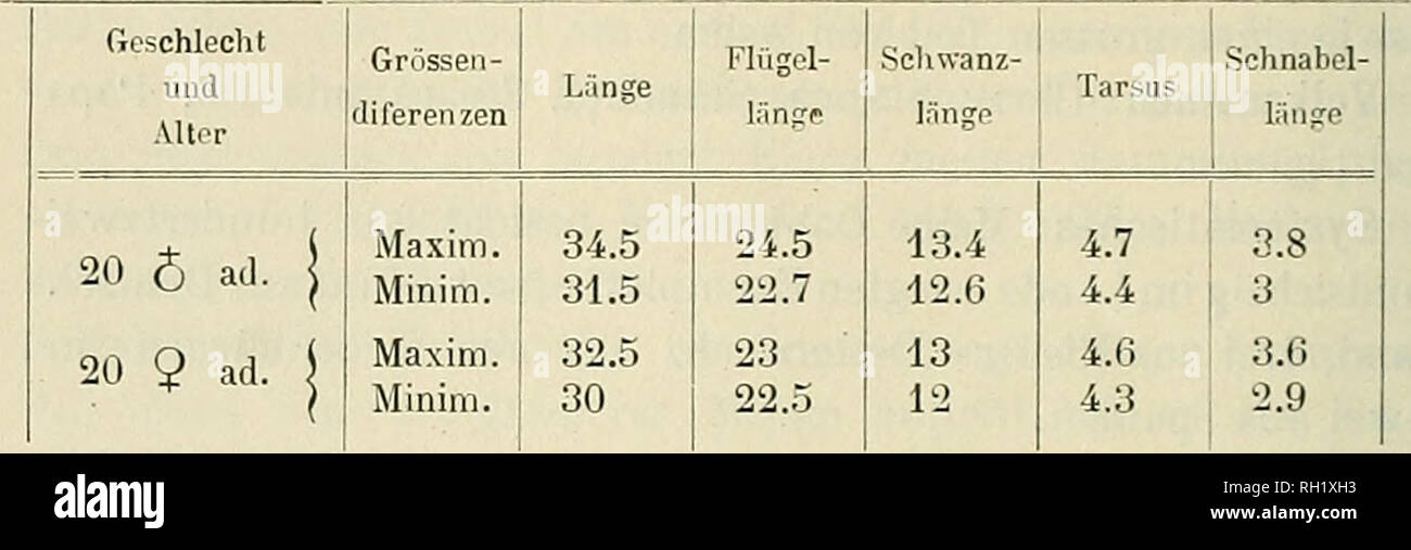 . Buletinul Societatii de Sciinte Bucuresci din, România = Bulletin de la Société des sciences de Bucarest, Roumanie. La scienza. 684 BULETINUL SOCIET??II UE ?TIIN?e n. 29. Junges Miinnchen, erlegt am 17. Settembre 1900 bei Elena, jud. Ialomi?Un, zeigt unter den normalen Federn viele von caffeebrauner Farbe. No. 38. Altes Weibcben, erlegt im Dicembre 1902 bei Cerna- voda. Nacli Kreuzschnabel links, Ober- und Unterschnabel 0.9, rispettivi 1.2cm verlangert.. Vorkommen und Lebensweise.-Auch die Dohle gehort zu dea h?uflgsten Standvogeln des Landes und erreicht beinahe die In- dividuenzahl der Saatkr Foto Stock