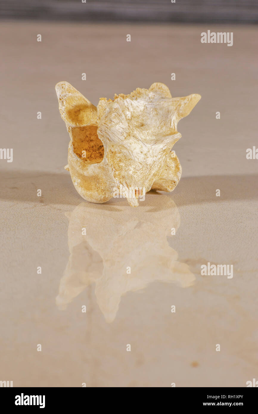 Vertebre umane che costituisce la colonna vertebrale Foto Stock