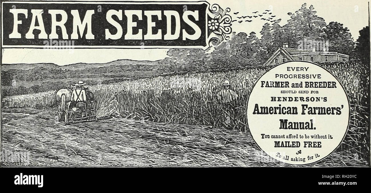 . Lampadine, piante, sementi per la semina autunnale : 1899. Attrezzature da giardinaggio e fornisce cataloghi; semi cataloghi; lampadine (piante) Cataloghi Cataloghi di fiori; i fiori Semi cataloghi. 64 PETER HENDERSON &AMP; CO., NEW YORK-speciali miscele di erba. II enderson è che cosa i nostri clienti dicono di noi: NEL MAINE. Non sono riuscito ad ottenere 4 tonnellate o più per acro ma ho fatto più di ottenere da qualsiasi altra cosa ed è splendido fieno.-G. M. Holmes. IN NEW JERSEY. Le speciali miscele di Erba hanno avuto il massimo successo, nonostante un insolitamente cercando mare- figlio. Dato un raccolto di fieno due volte più grande per acro come th Foto Stock