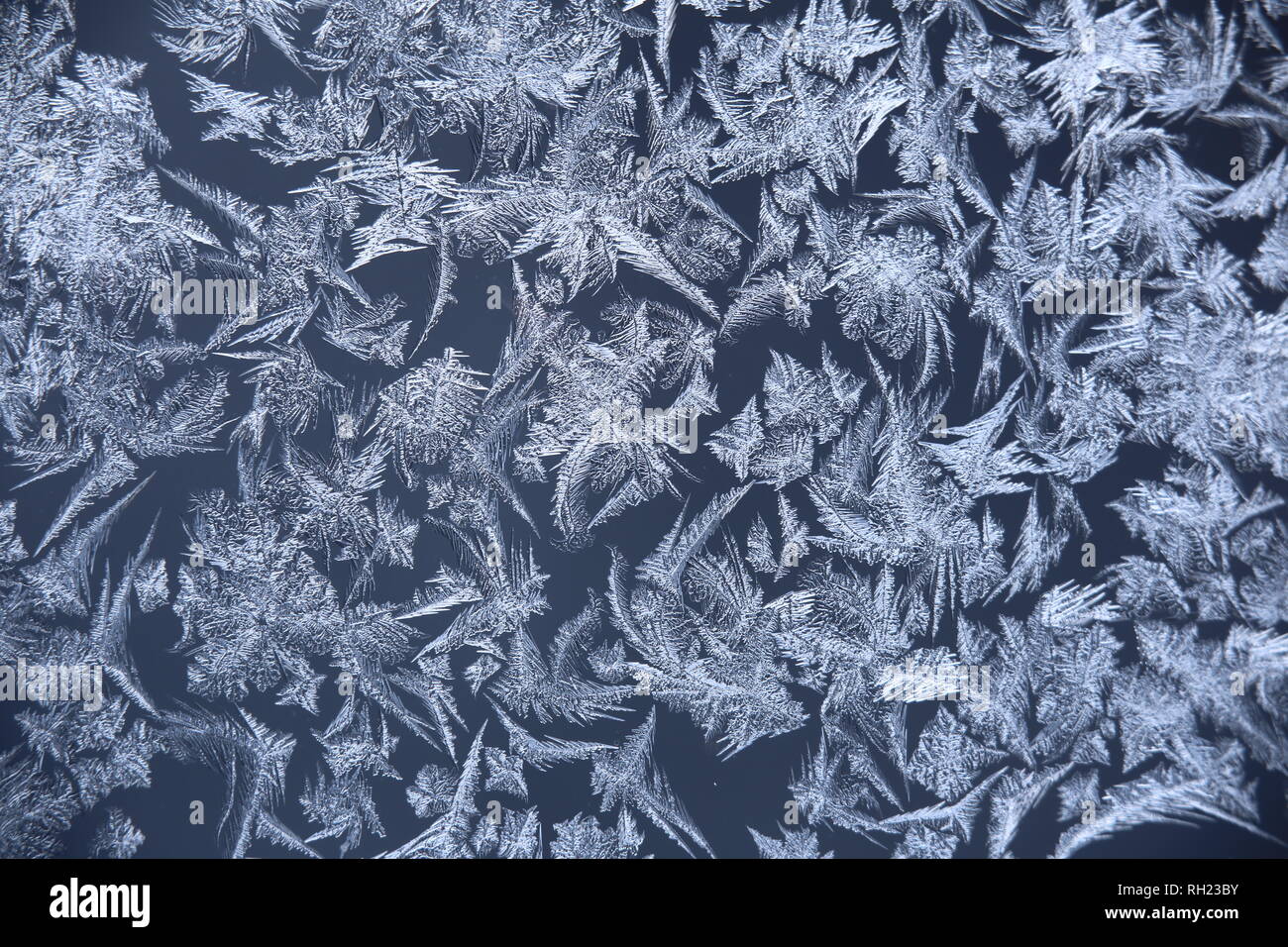 Abstract macro immagine della finestra di fiori di brina. Foto Stock