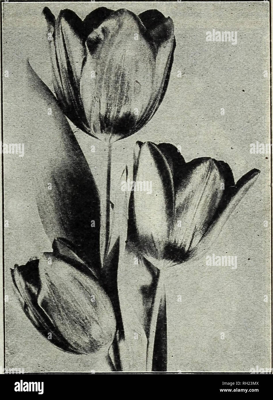 . Bulbi e sementi : autunno 1912. Cataloghi di sementi; lampadine (piante) cataloghi; semi di ortaggi cataloghi. D. M. Ferry & Co 1Q12 ~ ~ 1912 ^^^LAMPADINA THKSE catalogo pagine includono ciò che pensiamo, dalla nostra lunga e gli esperimenti condotti su vasta scala, per essere un adeguato elenco di standard e le più affidabili Holland lampadine che possono essere offerti a prezzi alla portata di tutti i lettori. A tal fine abbiamo cercato per molti anni. Holland coltivatori della lampadina ci dicono che in nessun altro posto in America sono effettuate tali estese prove di giacinti, tulipani, narcisi, ecc. come ogni anno vengono svolte da noi al nostro i giardini sperimentali Foto Stock