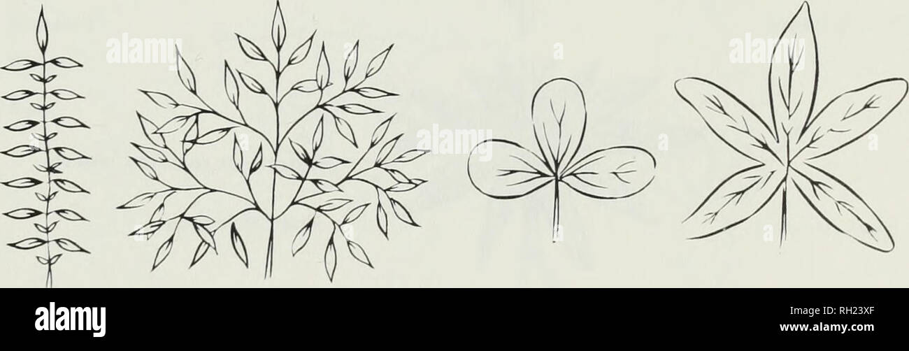 . Budd la flora della Canadian Prairie Province. La botanica; Botanique. Pinnately Pinnately lobata diviso Palmately Palmately lobata diviso 0 v â ^ Odd pinnate anche pinnate Interruptedly composto pinnate pinnate Trifol ioI e Palmately molto divisa. Digitate A.C. fcudd Fig. 4. Tipi di foglie di divise. 15. Si prega di notare che queste immagini vengono estratte dalla pagina sottoposta a scansione di immagini che possono essere state migliorate digitalmente per la leggibilità - Colorazione e aspetto di queste illustrazioni potrebbero non perfettamente assomigliano al lavoro originale. [Ottawa] : il ramo di ricerca, agricoltura Canada Foto Stock