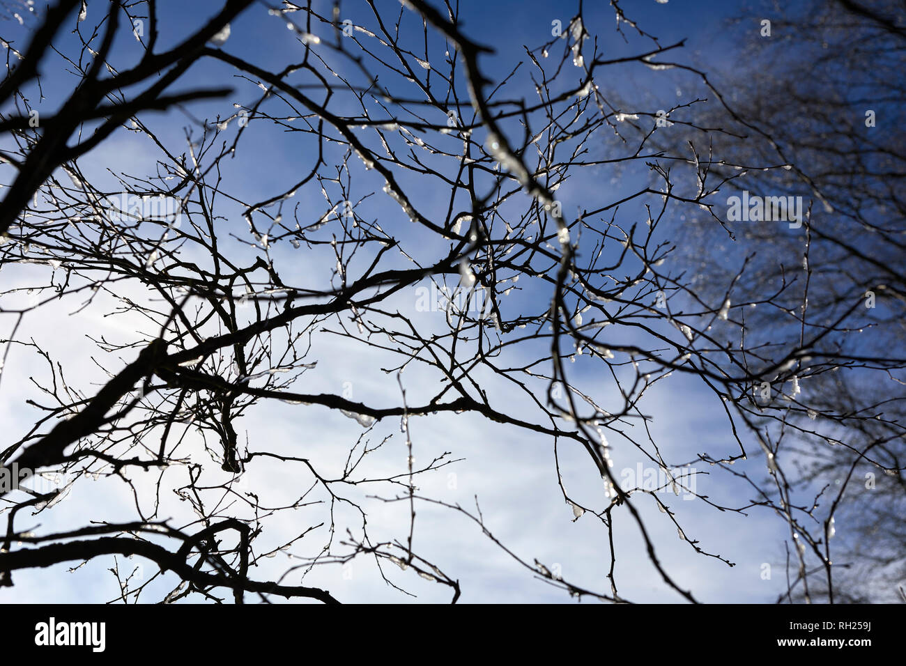 La torba LANE, NIDDERDALE, HARROGATE, N YORKS, REGNO UNITO, 30 gen 2019. Il ghiaccio si aggrappa alle fragili rami di un argento wintery birch contro un molto piccante blue sky. Foto Stock