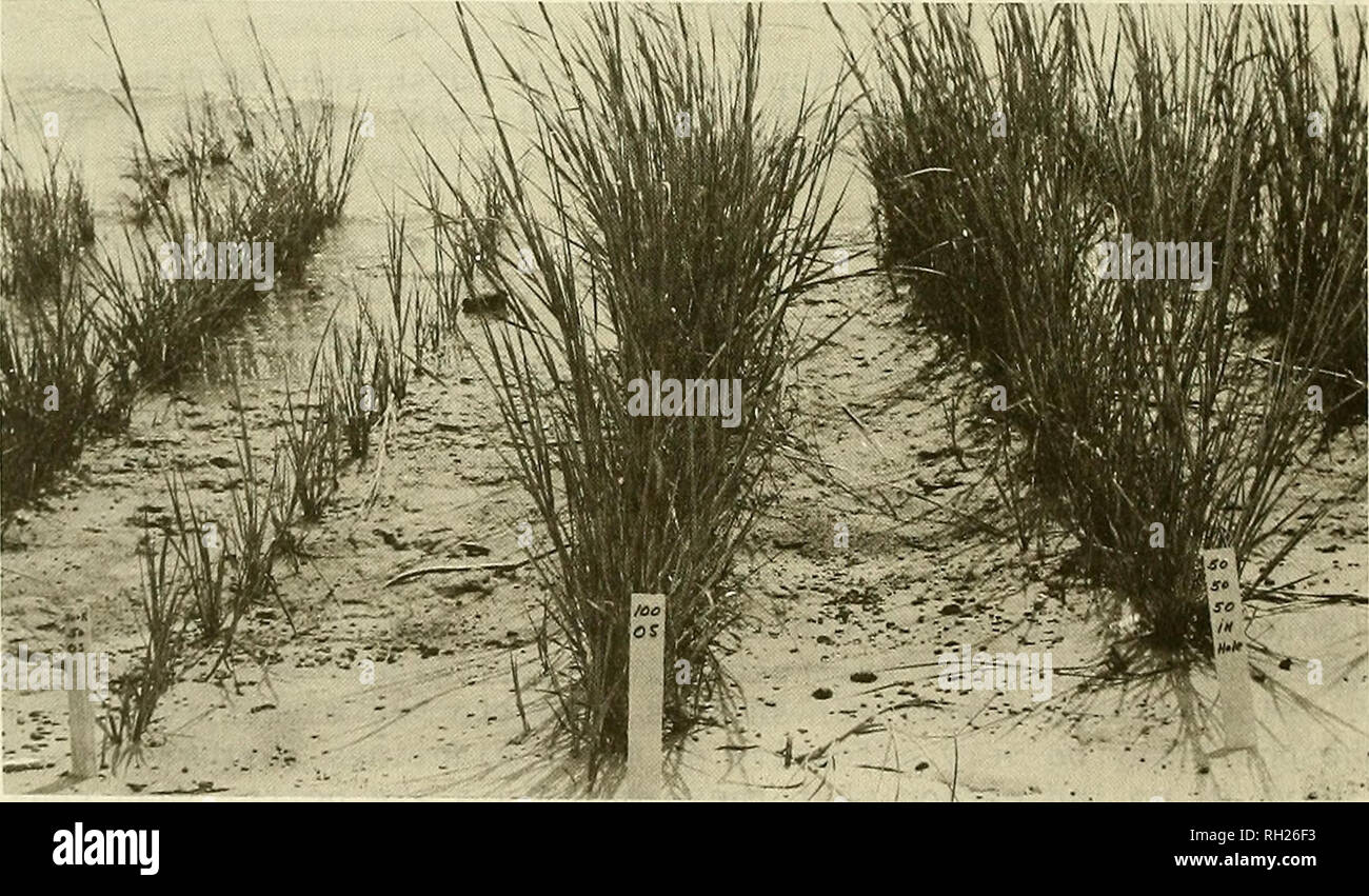 . Costruzione di barene lungo le coste degli Stati Uniti continentali. Marsh ecologia; paludi. La figura 28. Risposta di cordgrass liscia di fertilizzante--nessun fertilizzante schisi), 100 kg di azoto (centro), 200 kg di azoto, e 50 kg di fosfato per ettaro (a destra). - &Gt;. La figura 29. Posizionamento di fertilizzante su cordgrass liscio--50 kg di N da Osmocote, superficie applicata (sinistra), 100 chilo- grammi di N da Osmocote, nel solco (centro), 50 chilogrammi per ettaro ciascuno di N, P e K nella pianta- ing foro (a destra). 70. Si prega di notare che queste immagini sono estratte dal sc Foto Stock