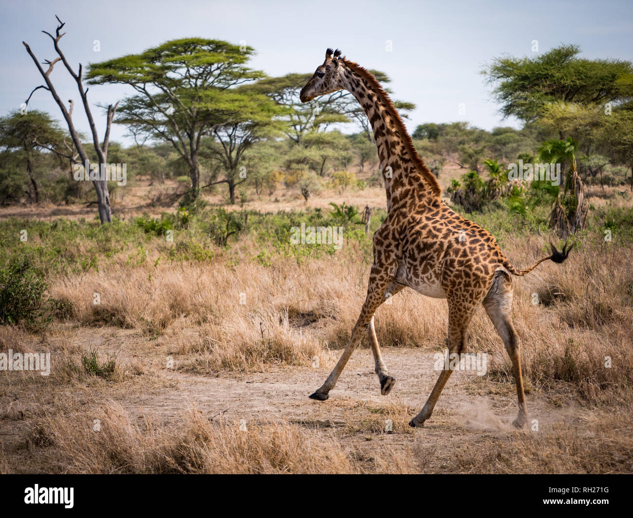 Un safari in Kenya e Tanzania, Dicembre '18 e Gennaio '17 Foto Stock