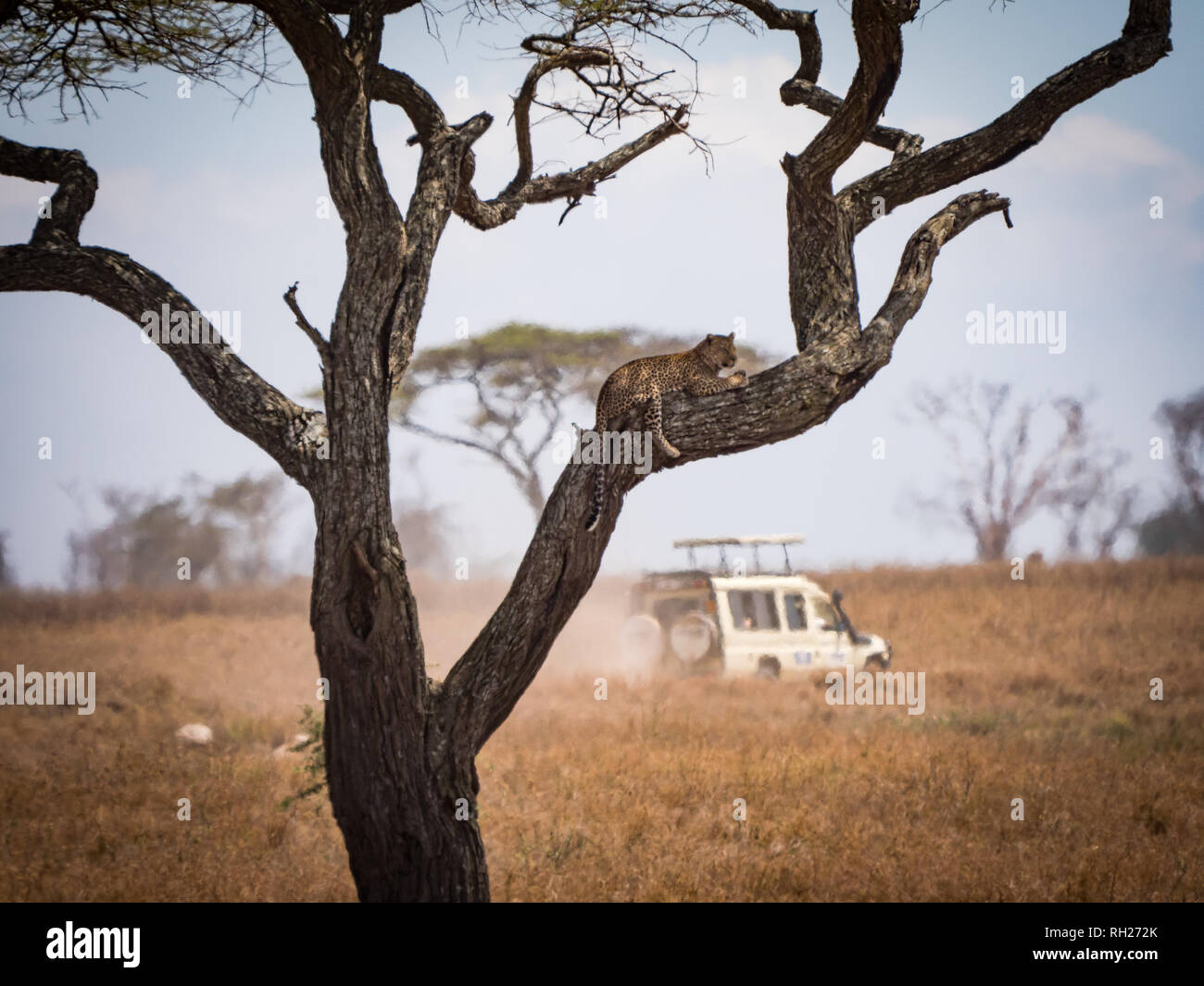 Un safari in Kenya e Tanzania, Dicembre '18 e Gennaio '17 Foto Stock