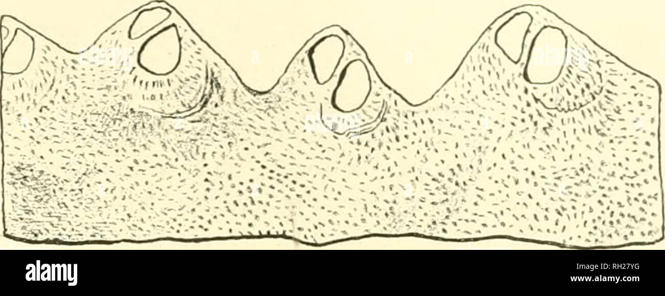 . Bryozoaires, Hydrozoaires et partie des Anthozoaires. Briozoi, fossile; Idrozoi; Anthozoa. DF, BRYOZOALRES, EX BOHl-ME. ii:. La figura G. Filites cribrosus. Coupe longitudinale, grossie. Ã©gale l'Ã©paisseiir des rameaux. Cepen- dant Ils sont un peu plus Ã©troits, de sorte que, en regardant rauicau onu la- tÃ©ralement, les tubercules ressemblent Ã des tÃ"tes allongÃ©es. Ils sont placÃ©s sur chaque rameau en 2 rangÃ©es alternantes, et sont recouverts sur la superficie jiar deux liguÃ©es d'ouvertures de cellules, la plupart du temps aussi alternantes. Les petits troncs montrent deux superfici de struct Foto Stock