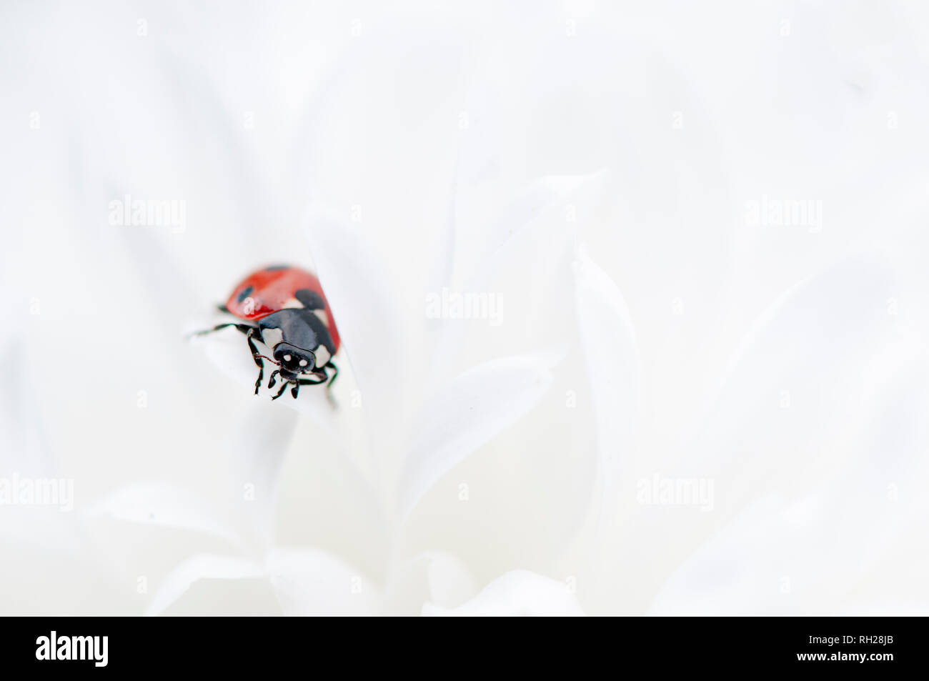 Close-up immagine di un 7-spot Coccinella - Coccinella septempunctata in appoggio sul bianco puro dalia petali Foto Stock