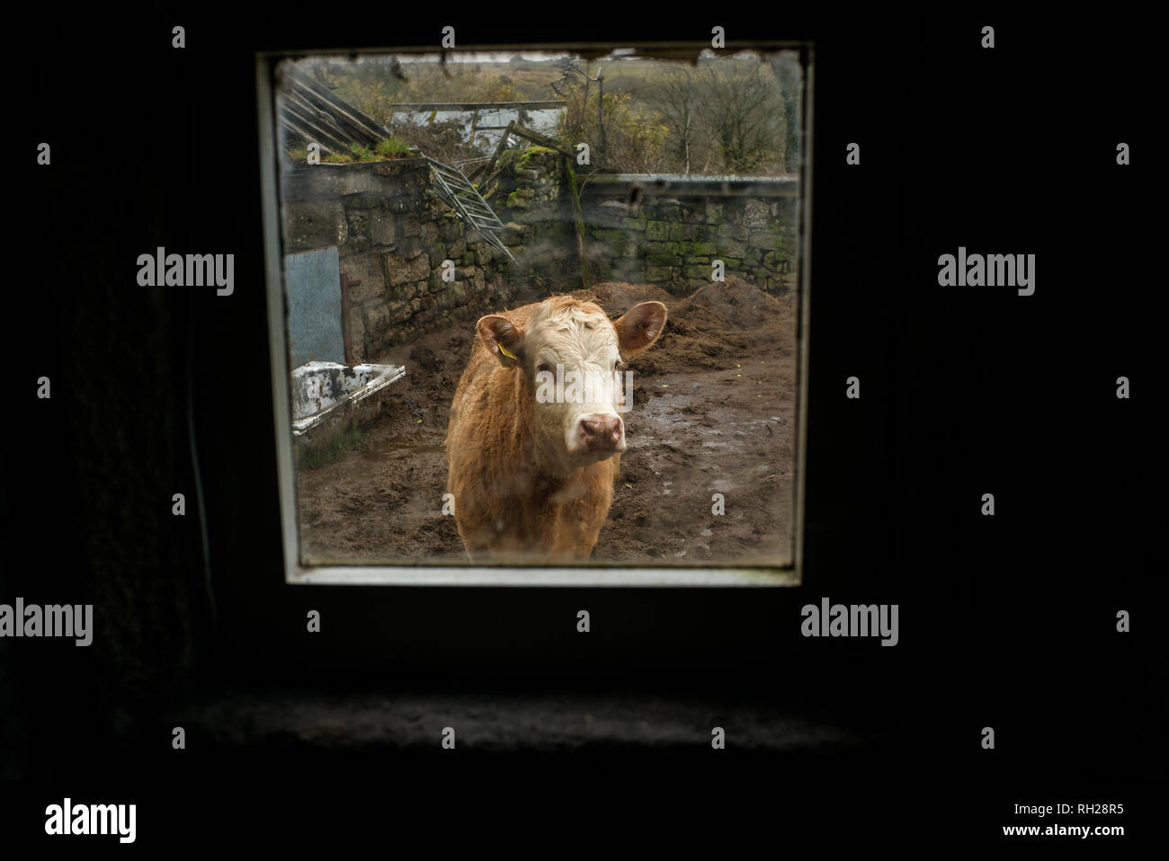 Mucca visto attraverso la finestra bovini giovani, guardando verso la telecamera, nel cantiere di fattoria Foto Stock