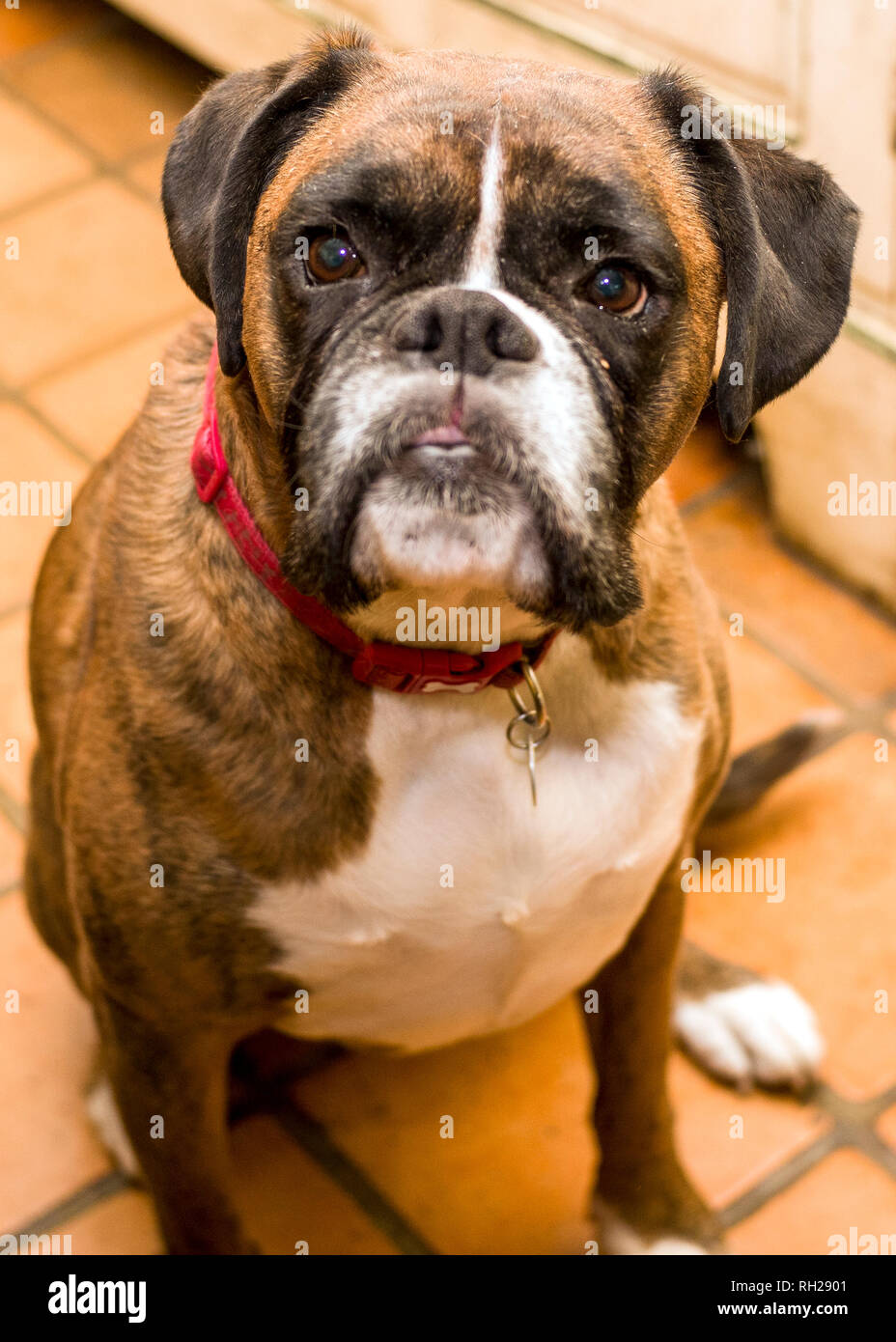 Fawn Brindle boxer tedesche Headshot,boxer guardando in alto, Foto Stock