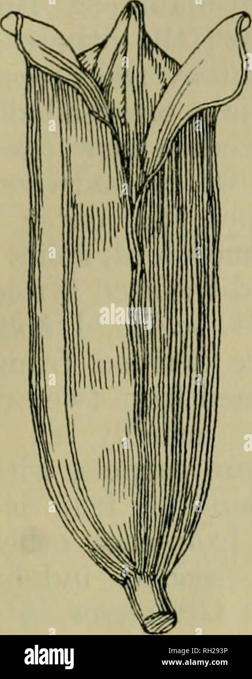 . British piante : la loro biologia ed ecologia. Piante; Ecologia vegetale. Frutti e semi 189 Tutti gli altri frutti capsulare non baccelli, follicoli, o siliquas sono denominate le capsule. Essi possono essere formati da inferiori. Si prega di notare che queste immagini vengono estratte dalla pagina sottoposta a scansione di immagini che possono essere state migliorate digitalmente per la leggibilità - Colorazione e aspetto di queste illustrazioni potrebbero non perfettamente assomigliano al lavoro originale. Bevis, James Frederick; Jeffery, Henry John. Londra : A. fiumi Foto Stock