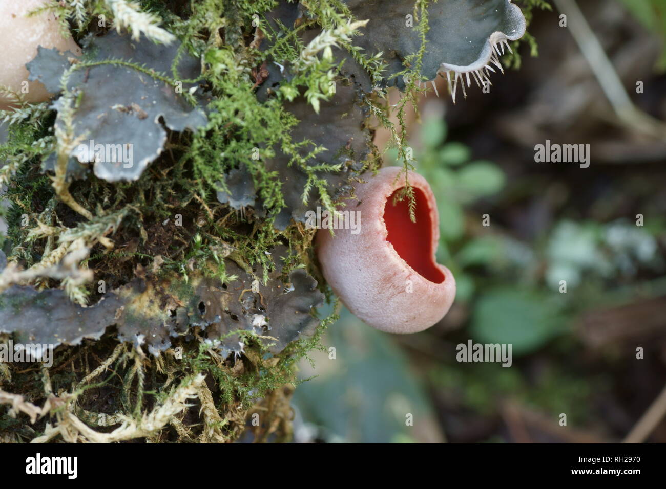 Scarlet Elf Cup e licheni Foto Stock