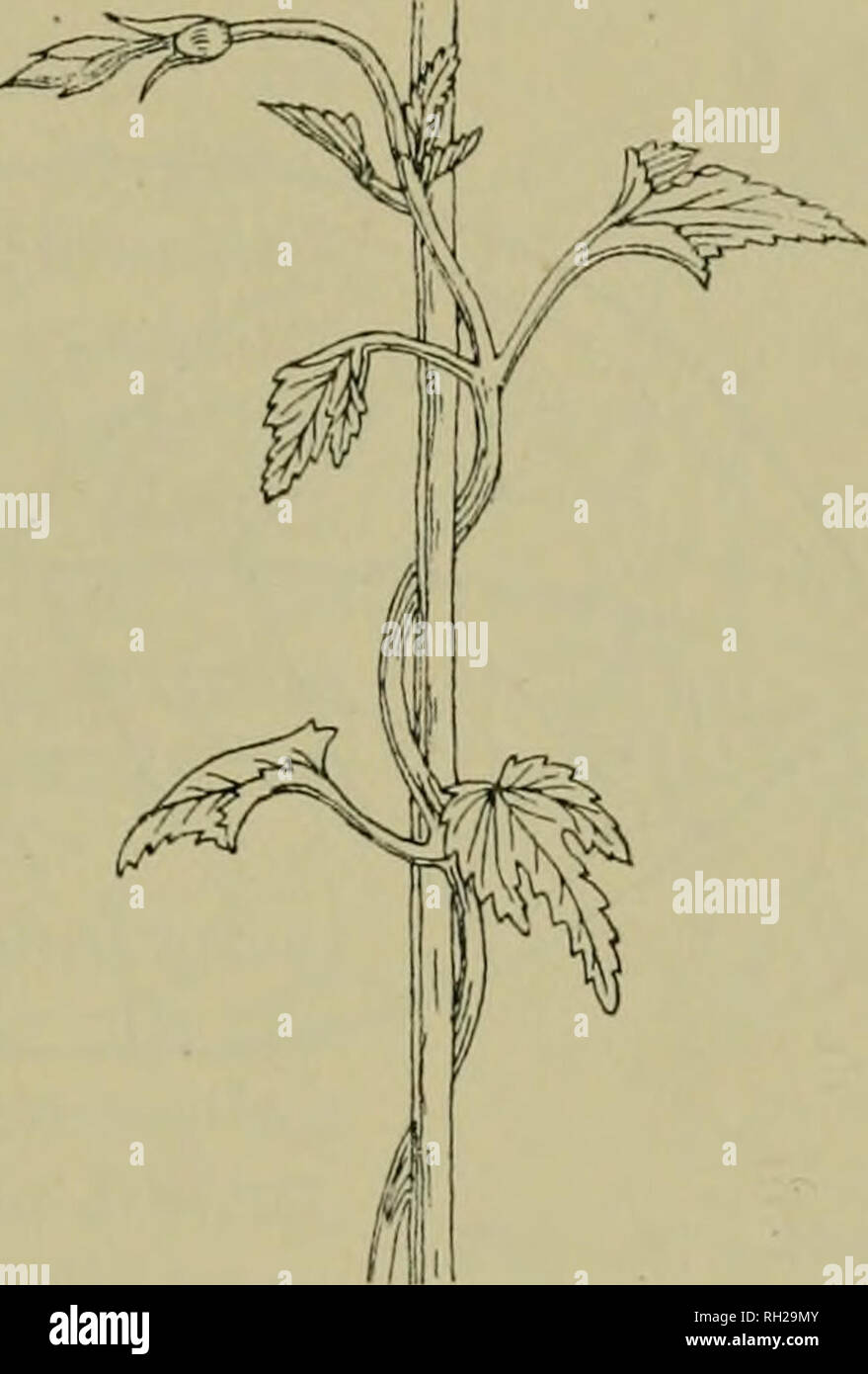 . British piante : la loro biologia ed ecologia. Piante; Ecologia vegetale. Fig. 34.-Convolvulus (Centinodia), twining in senso antiorario. (Ridotto). Fig. 35. - Hop, twining orologio- saggio. (Ridotto) di cavo di ancoraggio. Il più vicino, la pianta è per il suo sostegno e più forte è il cavo, il meno suscettibili di essere strappati in allontanamento da essa dal vento e danneggiato. Quando twining ha cessato, il viticcio si addensa e diventa woody, rendendo così il collegamento permanente e durevole. I ganci e le setole di piante di scrambling sono oppor- tune outgrowths dalla superficie dell'impianto. Essi non sono né foglie, r Foto Stock
