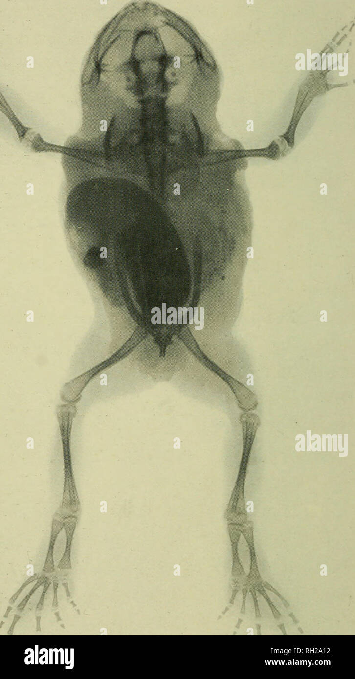 British rettili e anfibi. La piastra 14. C. F. Oakley. La radiografia di  rospo.. Si prega di notare che queste immagini vengono estratte dalla  pagina sottoposta a scansione di immagini che