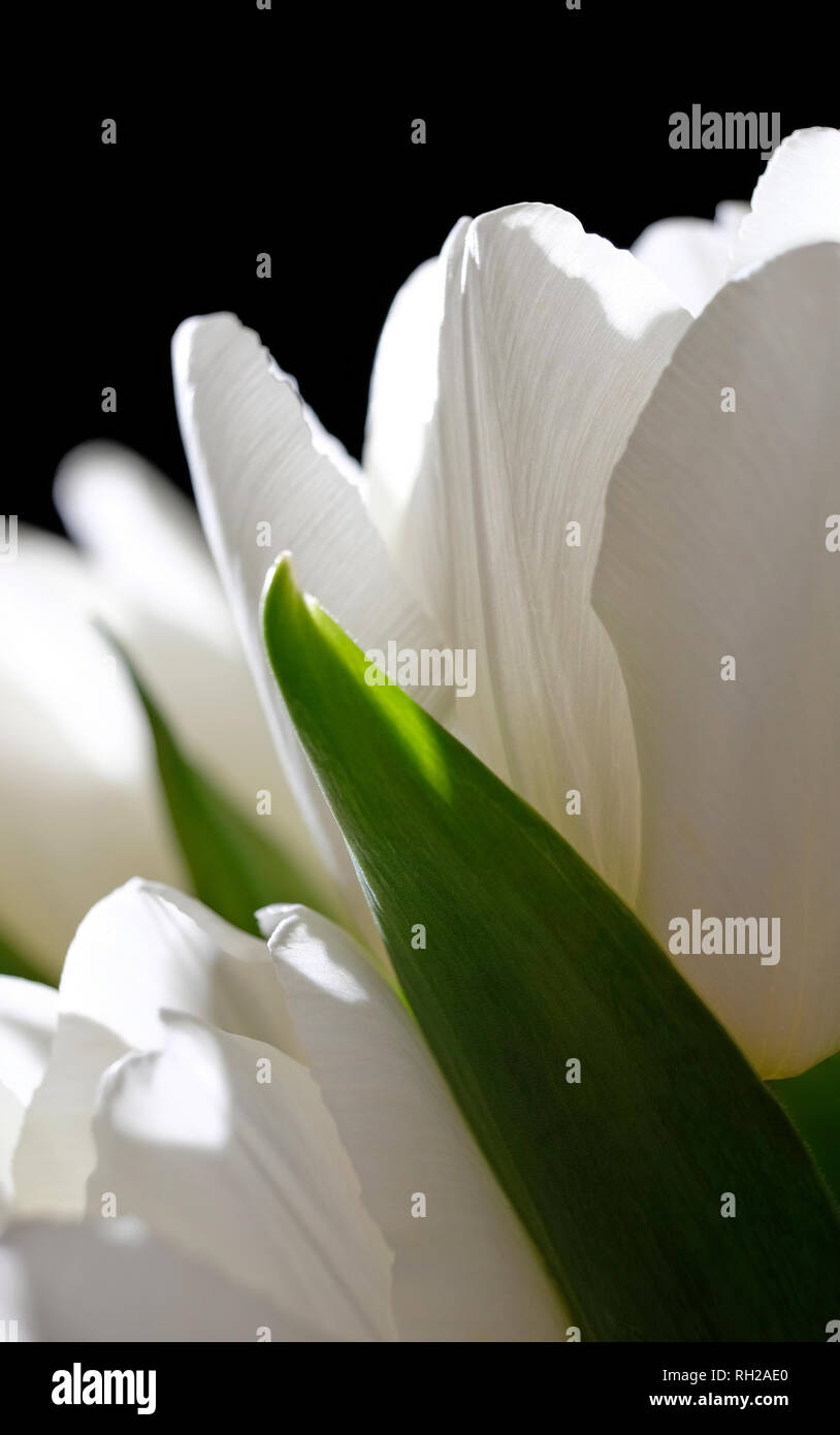 Close up pure white tulip petali di fiori Foto Stock