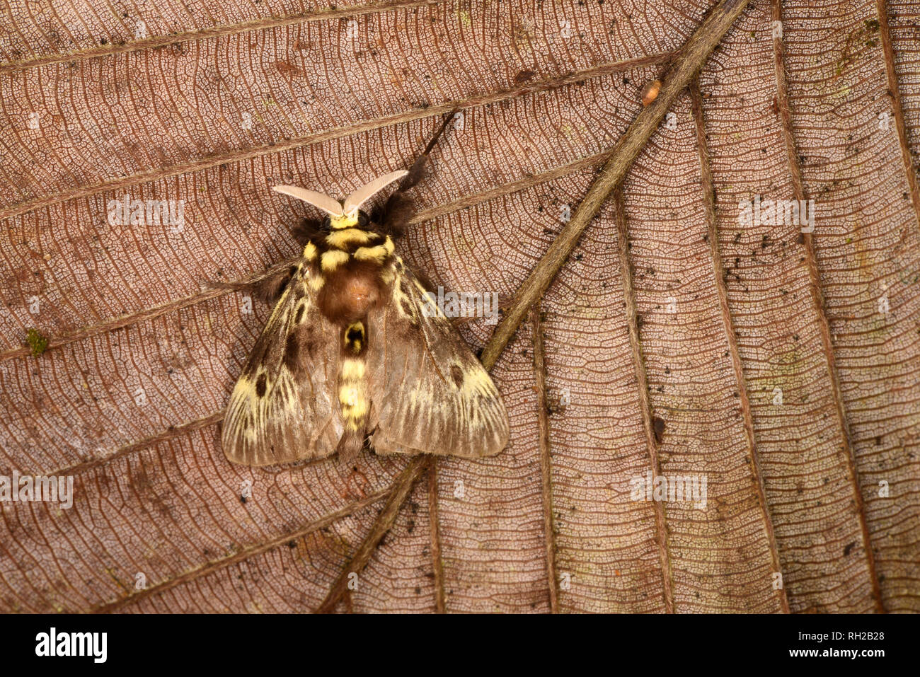 Flanel Tarma (Megalopyge albicollis) adulto a riposo sulla foglia morta, Turrialba, Costa Rica, Ottobre Foto Stock
