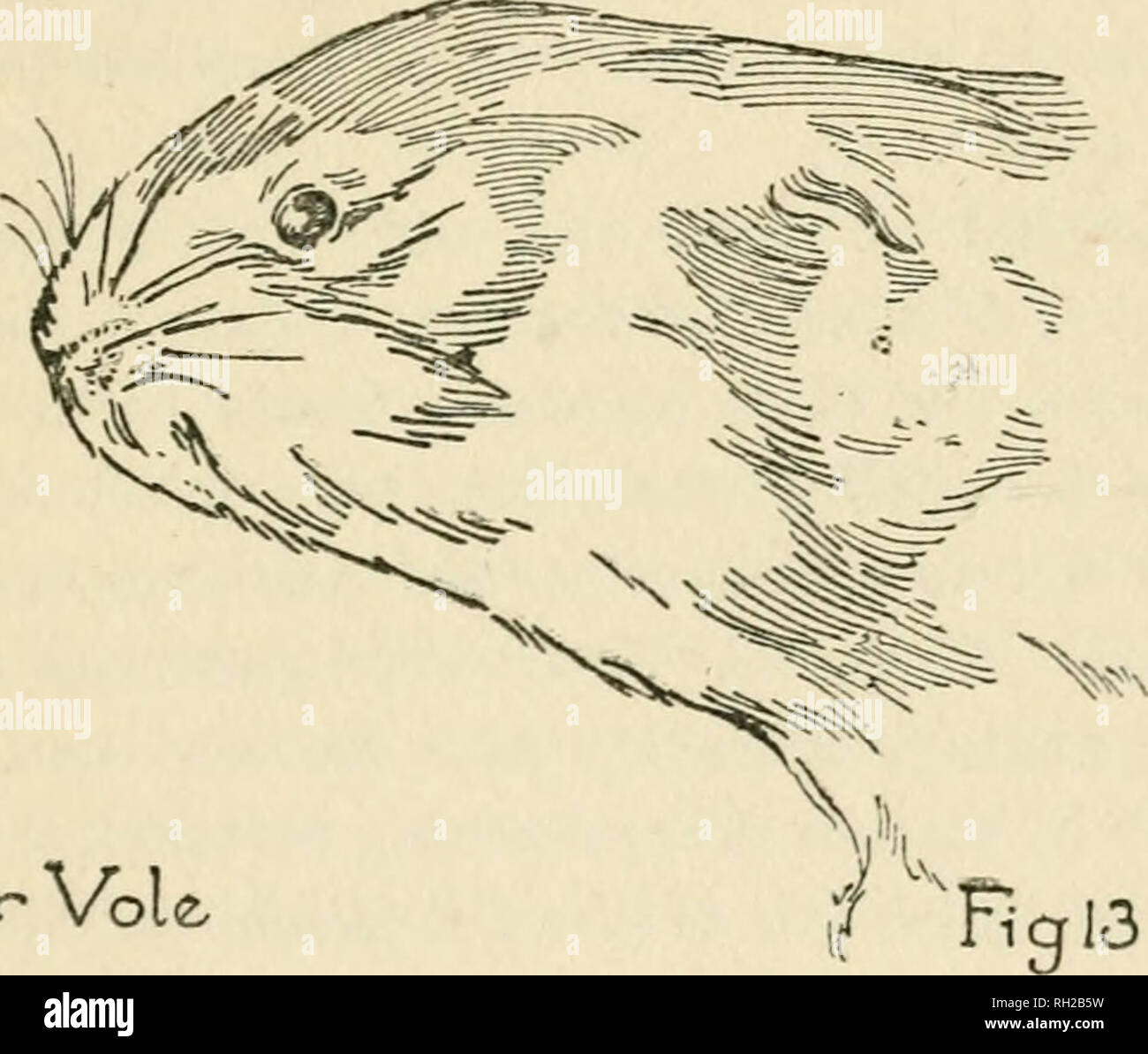 . British mammiferi. Mammiferi -- la Gran Bretagna. Acqua vole guerra, gli occupanti della stessa sono stati spesso in più intima termini di conoscenza con quello che hanno curato per essere. Acqua Vole.-Si tratta di un migliaio di pietà che questo poco pulita mammifero britannico (Fig. 13) è così spesso stupidamente indicato come un ratto d'acqua. Si tratta di un vole, acquatiche, Beaver-Hke, animale che vive per la maggior parte su una dieta vegetariana. Wo-ter Vole. e non fa molto male. Come con i suoi due successive parenti, essa appartiene alla separata genere Microtus^ e non dovrebbe in alcun caso essere confuse con le specie di ultimo sotto esame. Il nostro ra Foto Stock