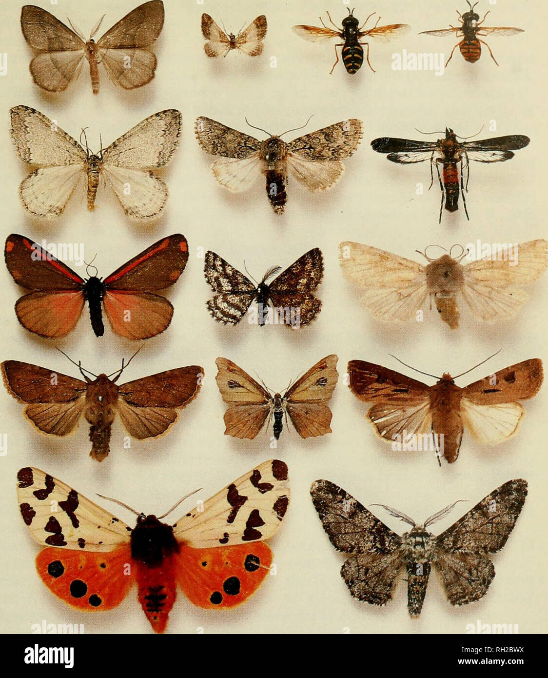 . British Journal di entomologia e storia naturale. Storia naturale; Entomologia. 1 2 3 4 5 6 7 8 9 10 11 12 13 14 15 Piastra III. Mostra Annuale, 19 Novembre 1988 1: Hylaeafasciaria L, Moulin Huet, Guernsey, 9.x.88. G. bosone di Higgs. 2: Gymnoscelisrufifas- ciata Haw., Wyre Forest, Salop., 18.vi.84, C. impianto. 3: Chrysotoxum vernale Loew, Oaker il legno, Dorset, 17.V.88, M.J. Parker. 4: Chrysotoxum octomaculatum Curt., Hankley comune, 28.V.88, S. miglia. 5: Epirrita dilutata D. &AMP; S" Bedford Purlieus, Northants., 20.x.87, M. Parsons. 6: Acronicta euphorbiae D. &AMP; S" Aude, Francia, N. Hall. 7: Unname Foto Stock