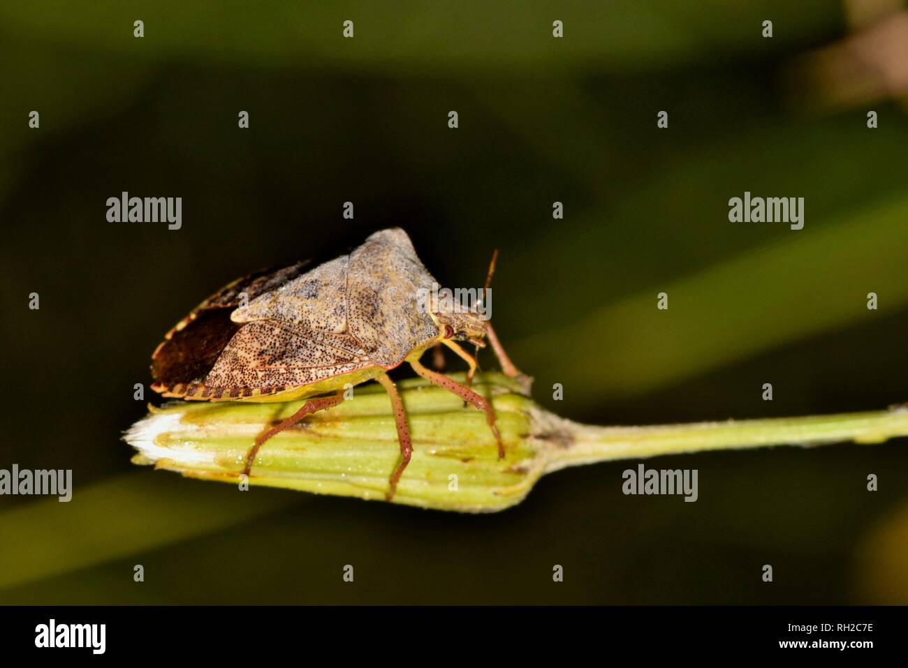 Un adulto Dusky bug di protezione (Euschistus tristigmus) sulla punta di un bocciolo di fiori selvaggi che si trova nei pressi di un bayou di Houston in Texas. Foto Stock