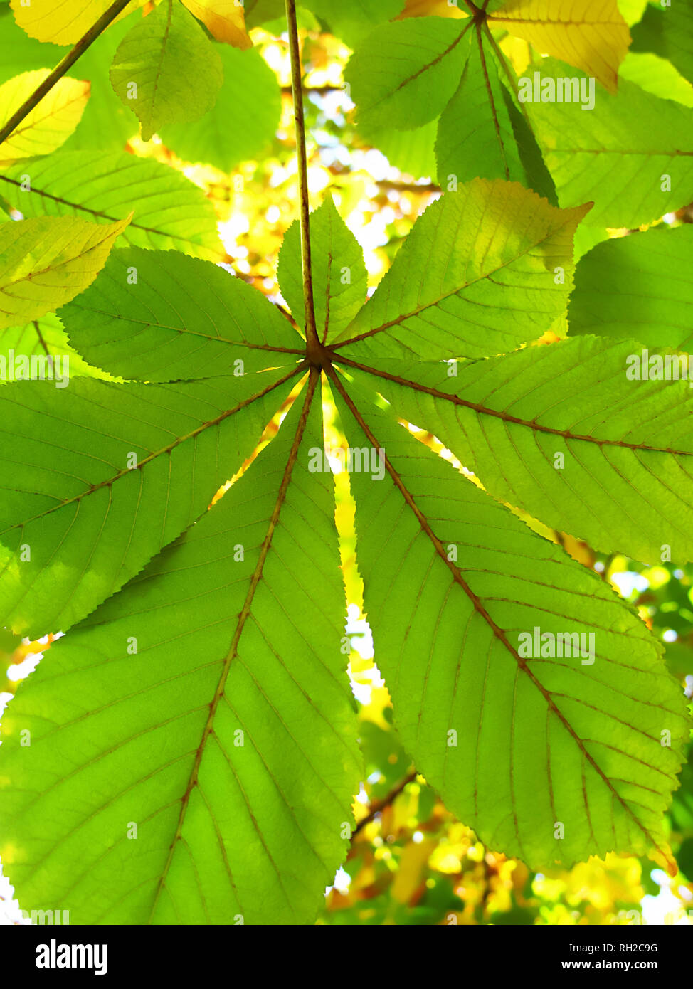 Ramo di castagno, autunno sfondo Foto Stock