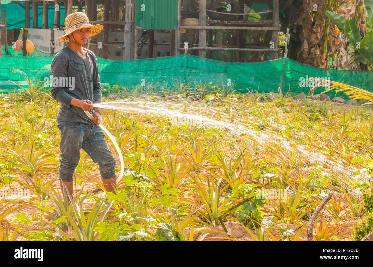 Cambogiano irrigazione contadino le sue coltivazioni con un tubo flessibile, Siem Reap Cambogia, sud-est asiatico. Foto Stock